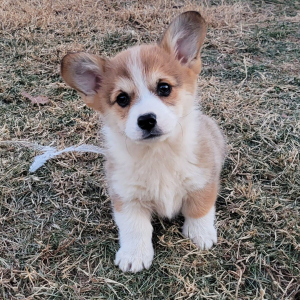 Pembroke Welsh Corgi Puppy Loop