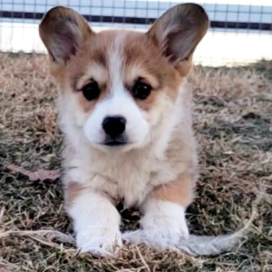 Pembroke Welsh Corgi Puppy Loop