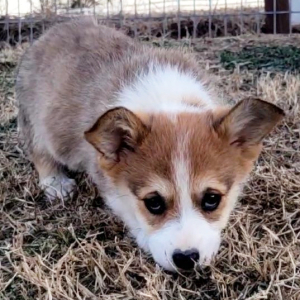 Pembroke Welsh Corgi Puppy Loop