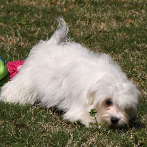 Maltipoo Puppy Murray