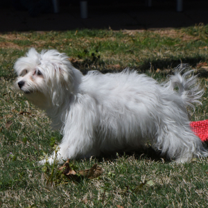 Maltipoo Puppy Murray