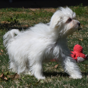 Maltipoo Puppy Murray