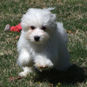 Maltipoo Puppy Murray