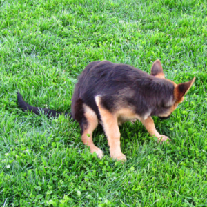 German Shepherd Dog Puppy Annie