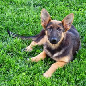 German Shepherd Dog Puppy Annie
