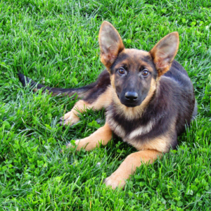 German Shepherd Dog Puppy Annie