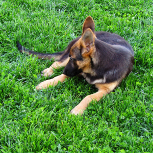 German Shepherd Dog Puppy Annie