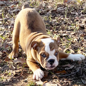 Bulldog Puppy Phoenix