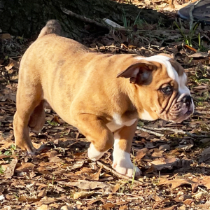 Bulldog Puppy Phoenix