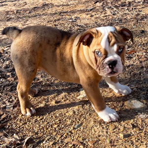 Bulldog Puppy Phoenix