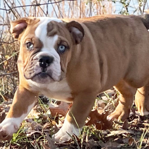 Bulldog Puppy Phoenix
