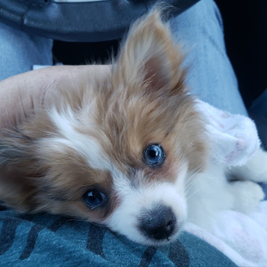 Pomeranian Puppy Pollie