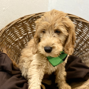 Goldendoodle Puppy Romer