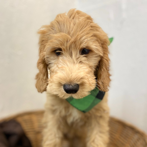 Goldendoodle Puppy Romer