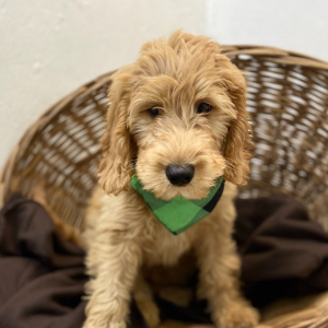 Goldendoodle Puppy Romer