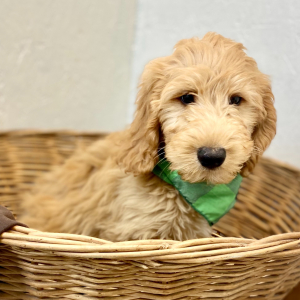 Goldendoodle Puppy Romer
