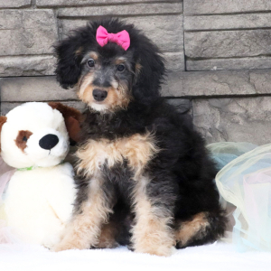 Bernedoodle Puppy Paisley