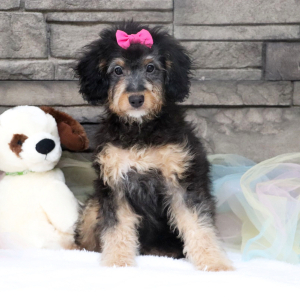 Bernedoodle Puppy Paisley
