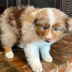 Australian Shepherd Puppy Tracker