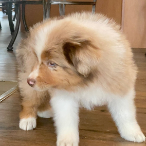 Australian Shepherd Puppy Tracker