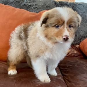 Australian Shepherd Puppy Tracker