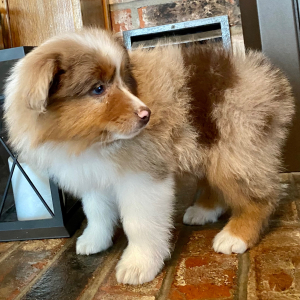 Australian Shepherd Puppy Tracker