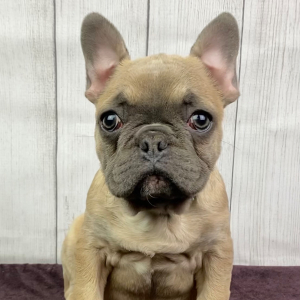 French Bulldog Puppy Lucky