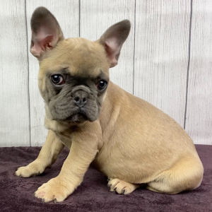 French Bulldog Puppy Lucky