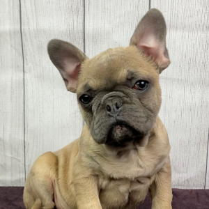 French Bulldog Puppy Lucky