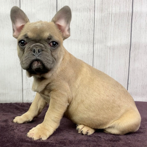 French Bulldog Puppy Lucky