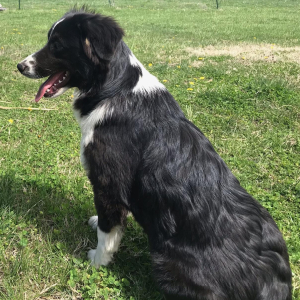 Australian Shepherd Puppy Misty