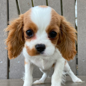 Cavalier King Charles Spaniel Puppy Sally