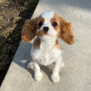 Cavalier King Charles Spaniel Puppy Sally