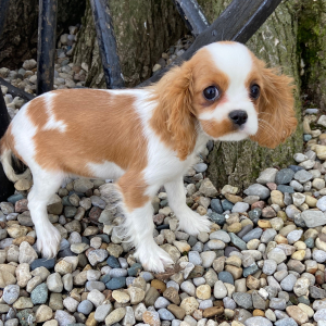 Cavalier King Charles Spaniel Puppy Sally