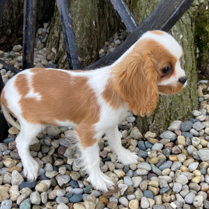 Cavalier King Charles Spaniel Puppy Sally