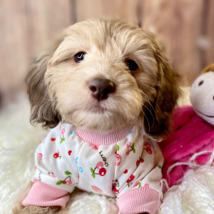 Cockapoo Puppy Bronzeleigh