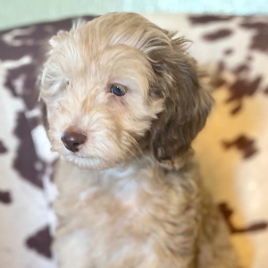 Cockapoo Puppy Bronzeleigh