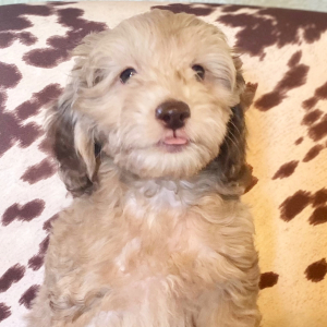 Cockapoo Puppy Bronzeleigh