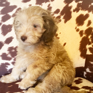 Cockapoo Puppy Bronzeleigh