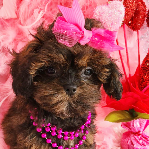 Shihpoo Puppy Maggie