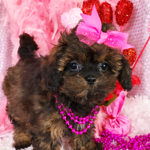 Shihpoo Puppy Maggie