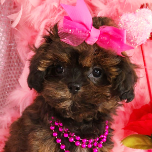 Shihpoo Puppy Maggie