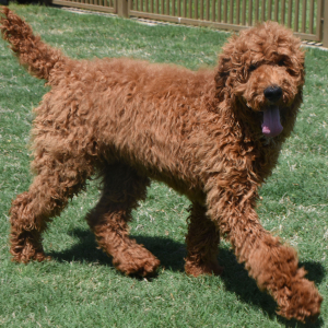 Poodle Puppy Ruger
