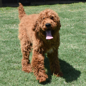 Poodle Puppy Ruger