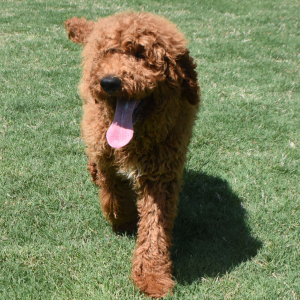 Poodle Puppy Ruger