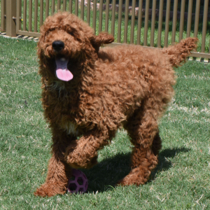 Poodle Puppy Ruger