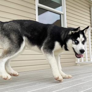 Siberian Husky Puppy Wally