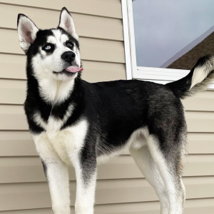 Siberian Husky Puppy Wally