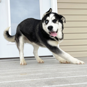 Siberian Husky Puppy Wally