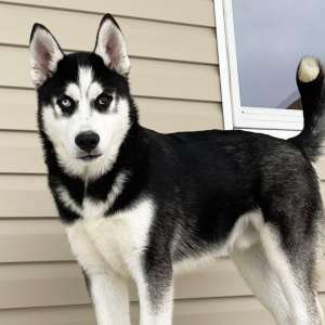 Siberian Husky Puppy Wally